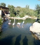 Зоопарк и аквариум Аль-Айна