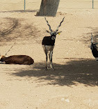 Al-Ain-Zoo