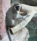 Al-Ain-Zoo