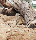 Al-Ain-Zoo