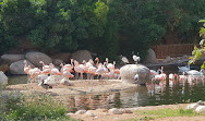 Al-Ain-Zoo