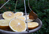 Mombasa Butterfly House