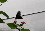 Mombasa Butterfly House