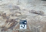 Dinosaur Tracksite