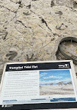 Dinosaur Tracksite