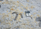 Dinosaur Tracksite