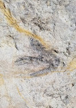 Dinosaur Tracksite