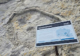 Dinosaur Tracksite