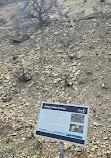 Dinosaur Tracksite