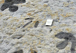 Dinosaur Tracksite