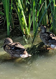 Wetland Boardwalk Trail