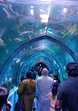 Marine Aquarium Mysore