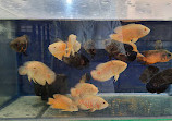 Aquagarden aquariums