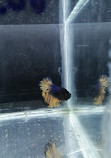 EMPEROR AQUARIUM