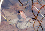 Rose Oaks County Park