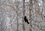 Rose Oaks County Park