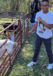 Barefoot Creek Farm MOBILE Petting Zoo