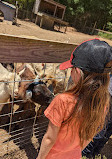 Barefoot Creek Farm MOBILE Petting Zoo