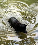 Black Rock Dog Park