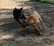 Black Rock Dog Park