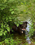 Black Rock Dog Park