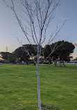 Montague Park