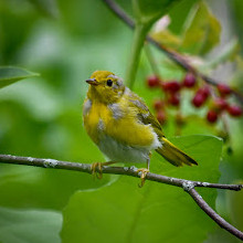 Fletcher Wildlife Garden