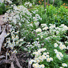 Fletcher Wildlife Garden