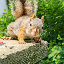 Fletcher Wildlife Garden