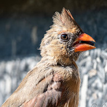 Fletcher Wildlife Garden