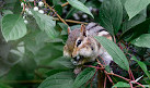 Fletcher Wildlife Garden