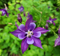 Fletcher Wildlife Garden