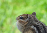 Fletcher Wildlife Garden