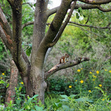 Fletcher Wildlife Garden