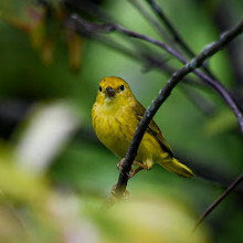 Fletcher Wildlife Garden