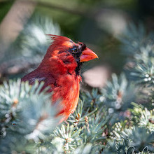 Fletcher Wildlife Garden