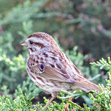 Fletcher Wildlife Garden