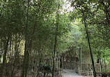 Bamboo Garden