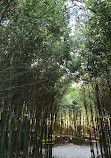 Bamboo Garden