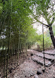 Bamboo Garden