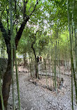 Bamboo Garden