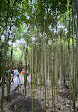 Bamboo Garden