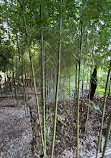 Bamboo Garden