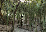 Bamboo Garden