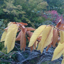 National park golestan