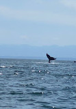 Campbell River Whale Watching and Adventure Tours