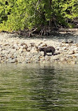 Campbell River Whale Watching and Adventure Tours