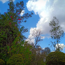 Langata Botanical Gardens