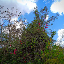 Langata Botanical Gardens