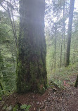 Goldstream park